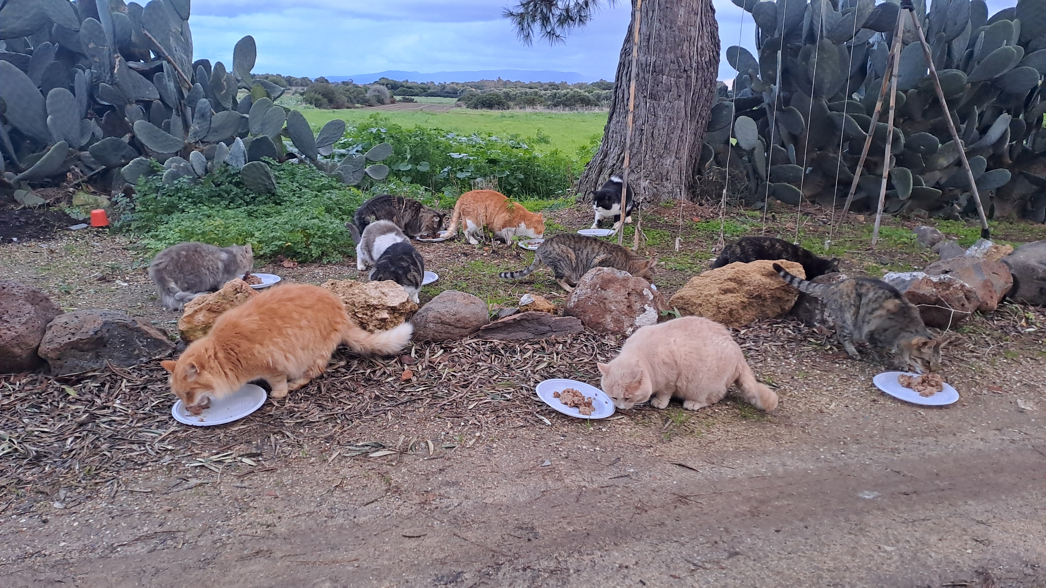 Gatti della colonia durante il pasto